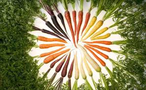 USDA Agricultural Research Service carrot image.jpg